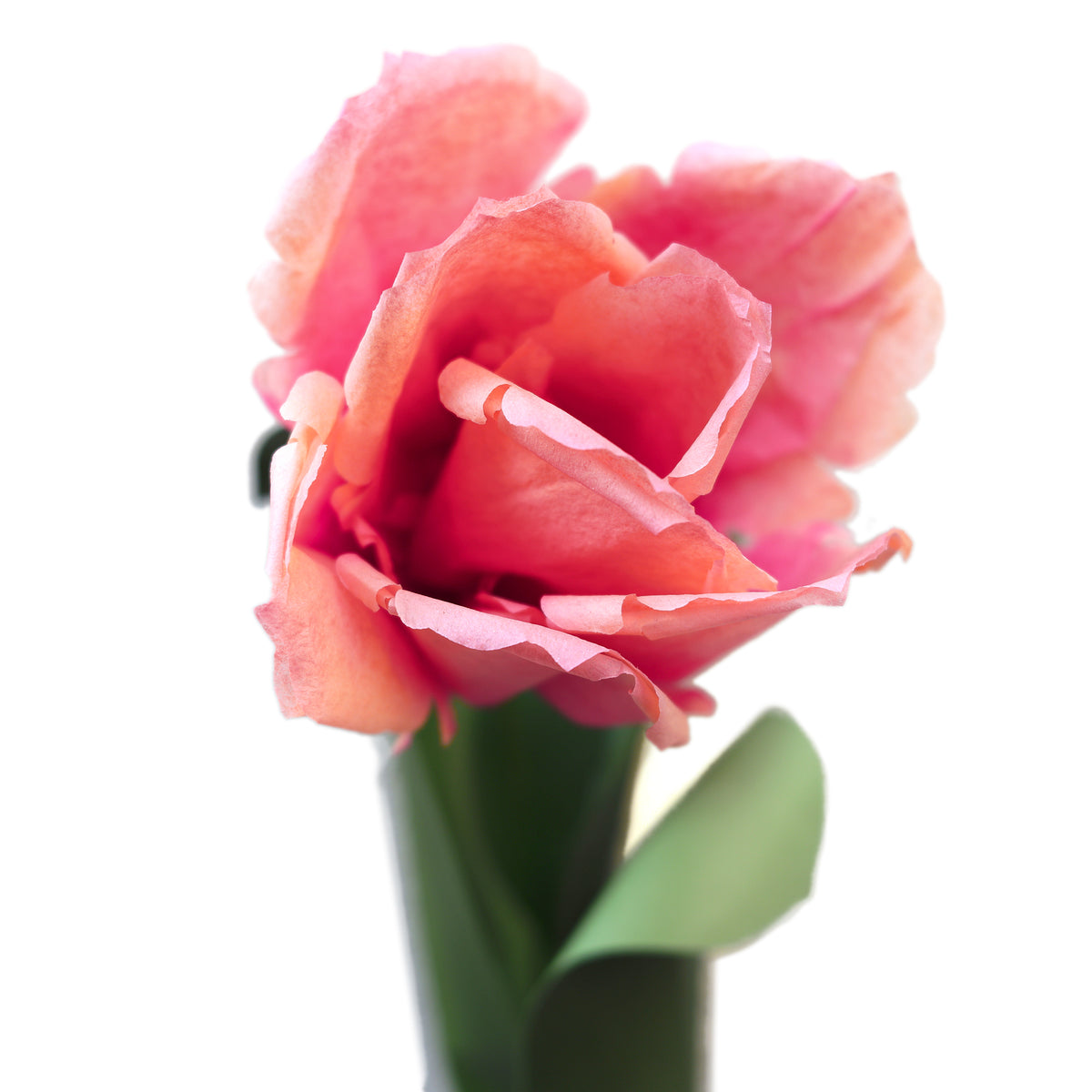 パロットチューリップ / Parrot Tulip – POETRY READING