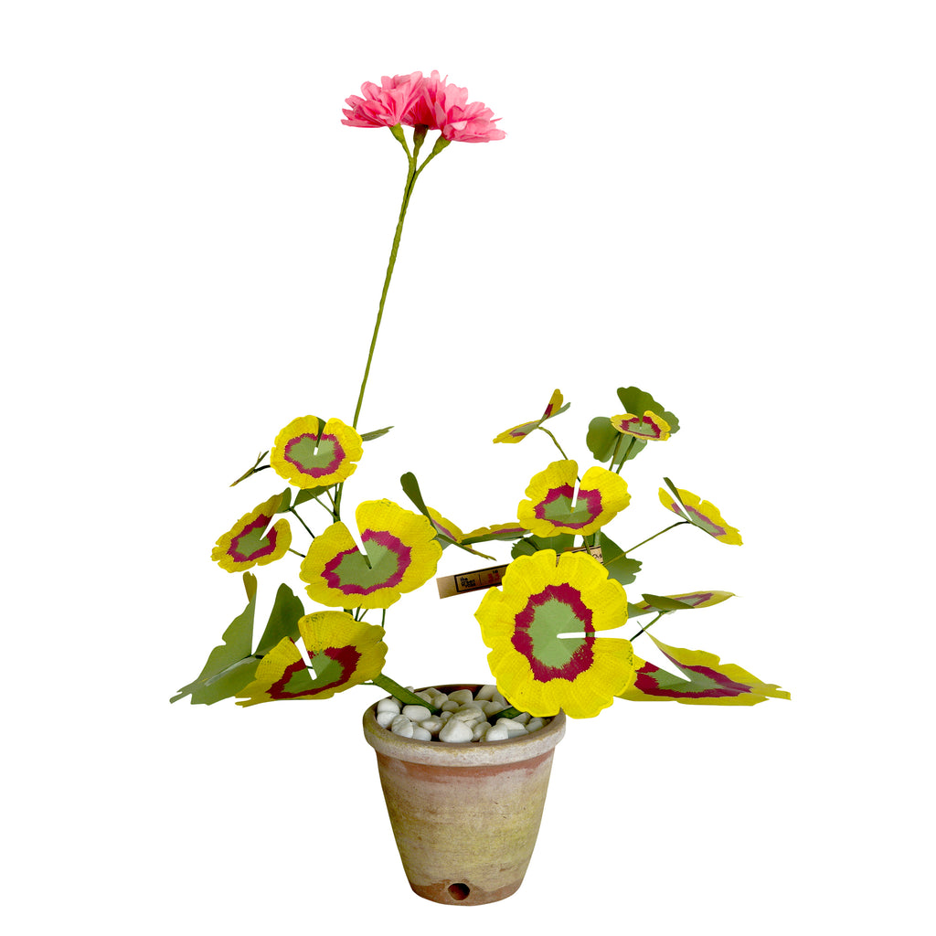ゼラリウム / Mini Geranium Plant