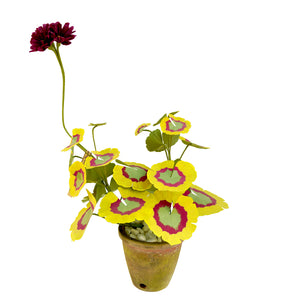 ゼラリウム / Mini Geranium Plant