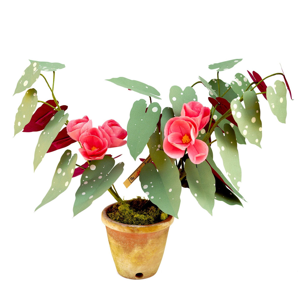 ベゴニア/ Begonia Plant