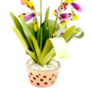 ブラッシアカウデータ/Brassia Orchid Plant