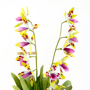 ブラッシアカウデータ/Brassia Orchid Plant