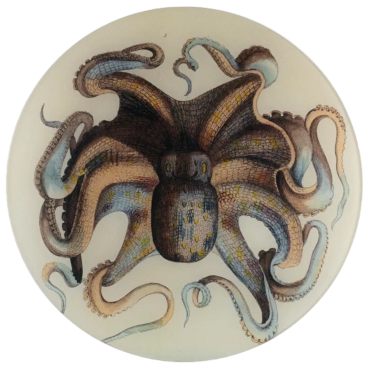 JOHN DERIAN/ジョンデリアン】デコパージュプレート/Octopus – POETRY JOHN DERIAN/ジョンデリアン】デコパージュプレート/Octopus – POETRY