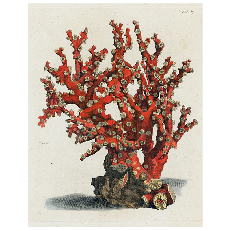 JOHN DERIAN/ジョンデリアン】デコパージュプレート/Coral Tab