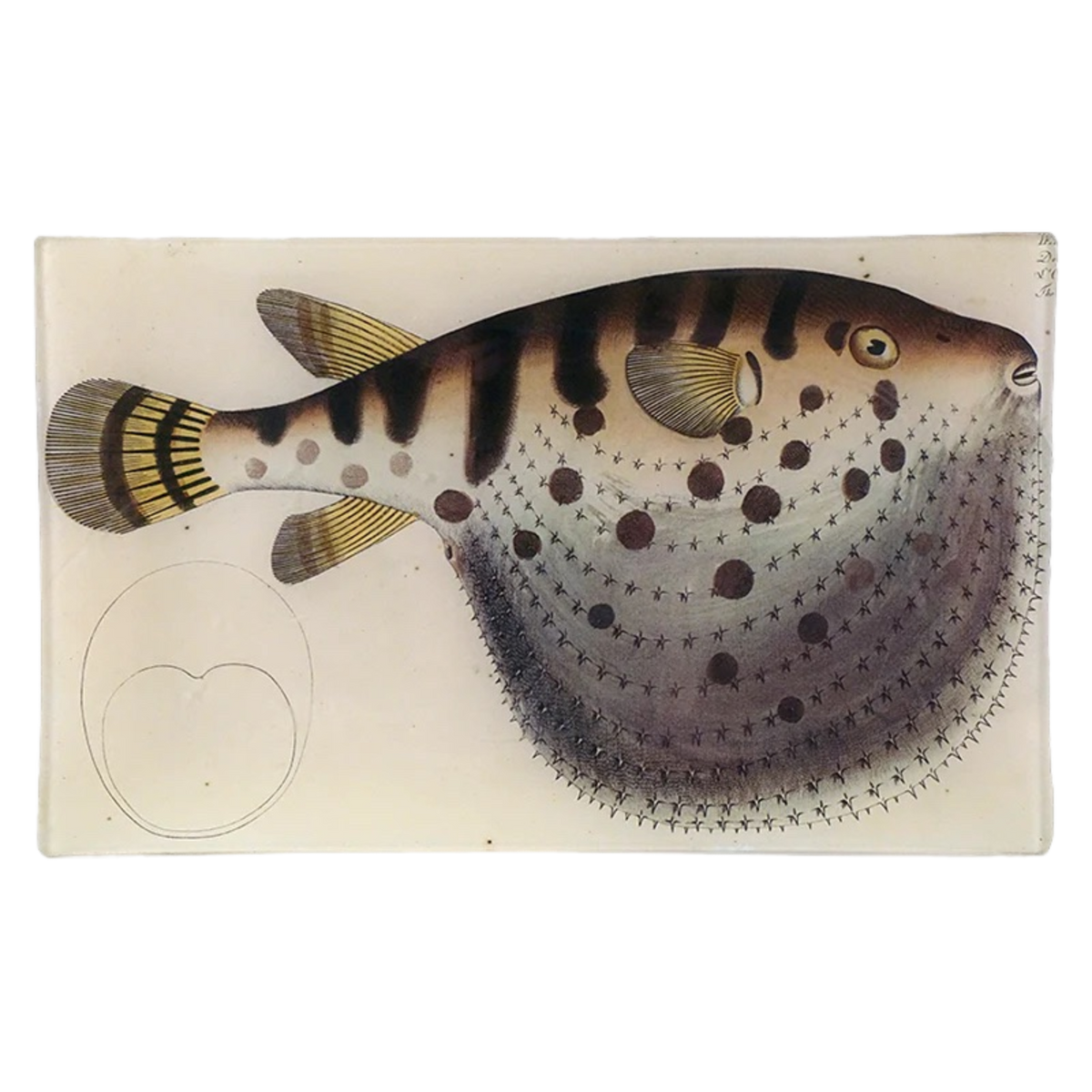 JOHN DERIAN/ジョンデリアン】デコパージュプレート/Puffer