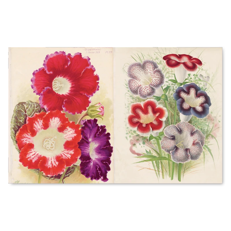 JOHN DERIAN/ジョンデリアン】ピクチャーブック/John Derian Picture JOHN DERIAN/ジョンデリアン】ピクチャーブック/John Derian Picture