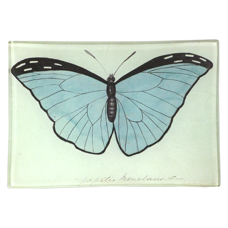 【JOHN DERIAN/ジョンデリアン】デコパージュプレート/Blue Papilio (Butterfly)