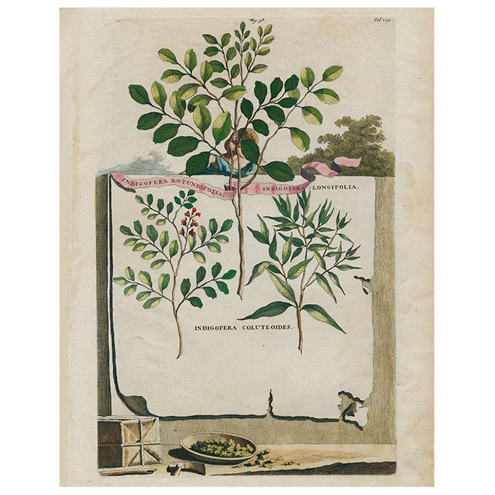 【JOHN DERIAN/ジョンデリアン】デコパージュプレート/Indigofera Rotundifolia / Indigofera Longifolia (p 315)