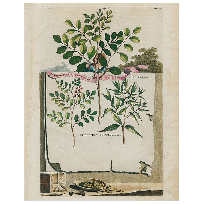 【JOHN DERIAN/ジョンデリアン】デコパージュプレート/Indigofera Rotundifolia / Indigofera Longifolia (p 315)