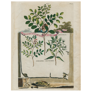【JOHN DERIAN/ジョンデリアン】デコパージュプレート/Indigofera Rotundifolia / Indigofera Longifolia (p 315)