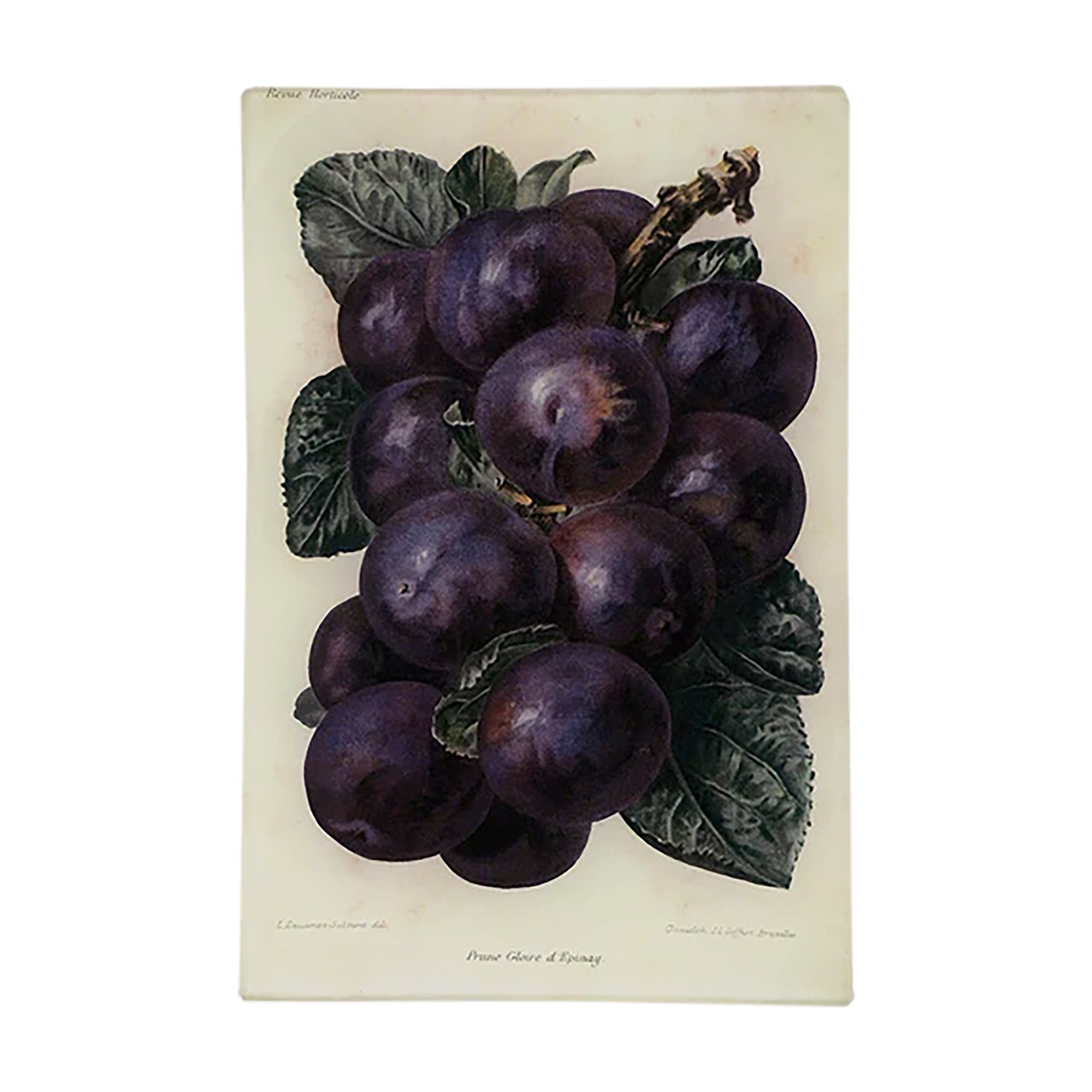 JOHN DERIAN ジョンデリアン デコパージュ grape