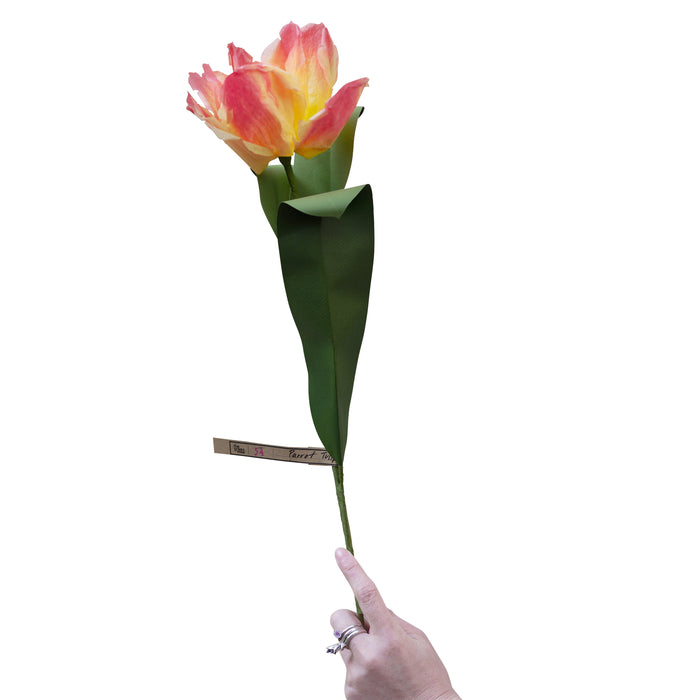 パロットチューリップ / Parrot Tulip