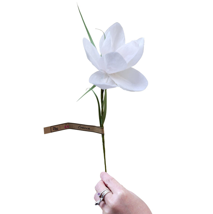 クロッカス / Crocus