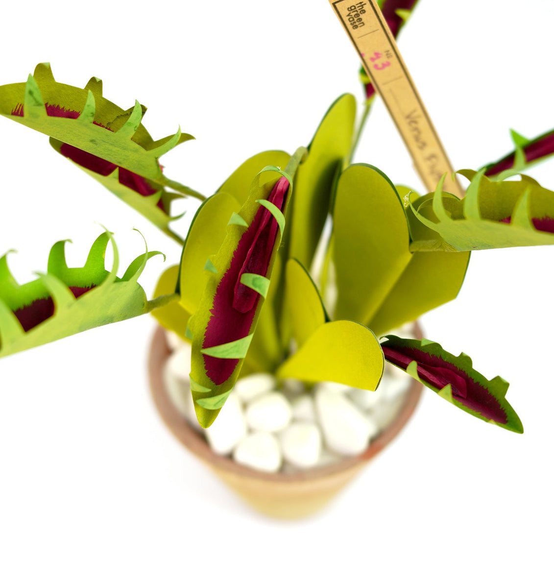 ヴィーナスフライトラップ / Venus Flytrap Plant POETRY READING