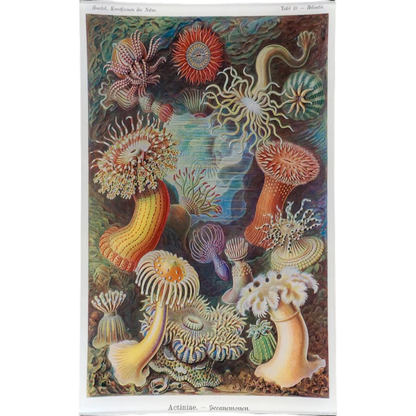 ジョンデリアン デコパージュプレート キリン Amazon.co.jp: ジョン ジョンデリアン デコパージュプレート キリン Amazon.co.jp: ジョン