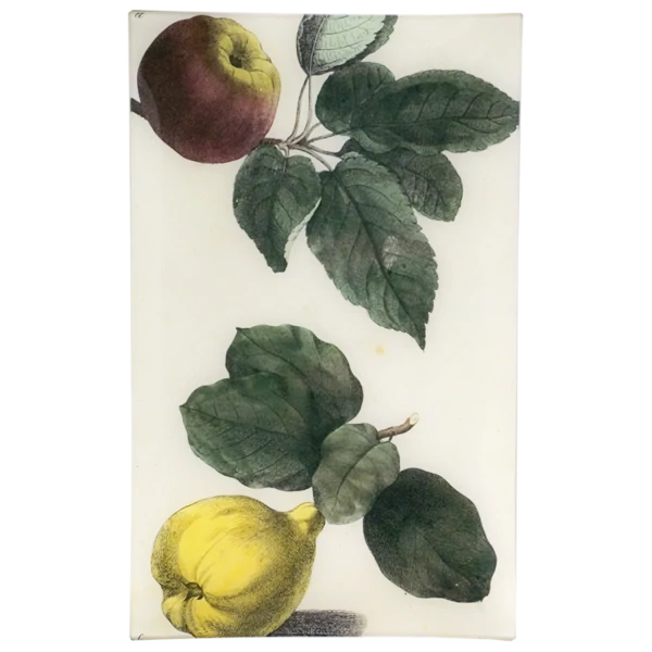 JOHN DERIAN/ジョンデリアン】デコパージュプレート/Fruit: Quince – POETRY READING