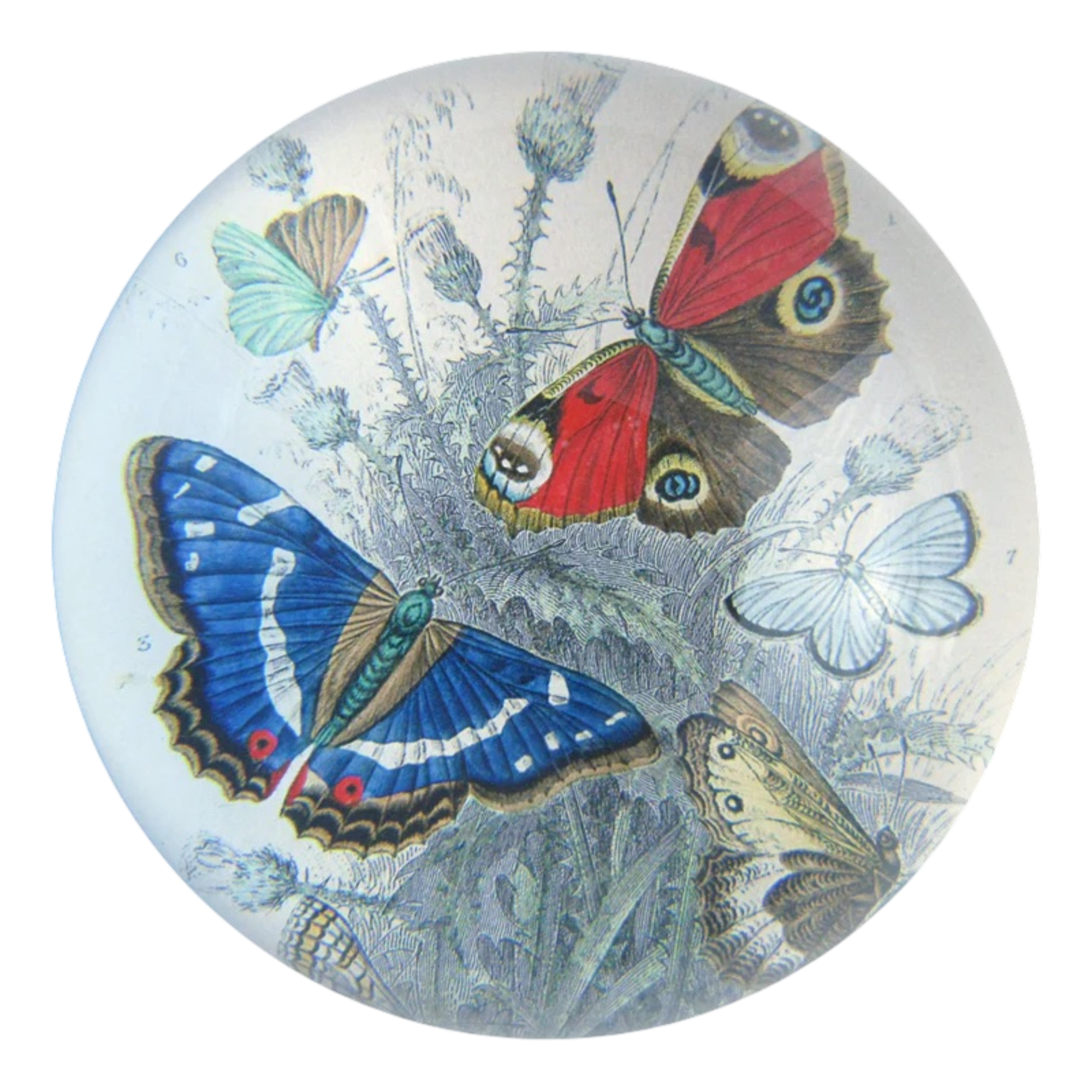 JOHN DERIAN ジョンデリアン デコパージュ バタフライ JOHN DERIAN ジョンデリアン デコパージュ バタフライ