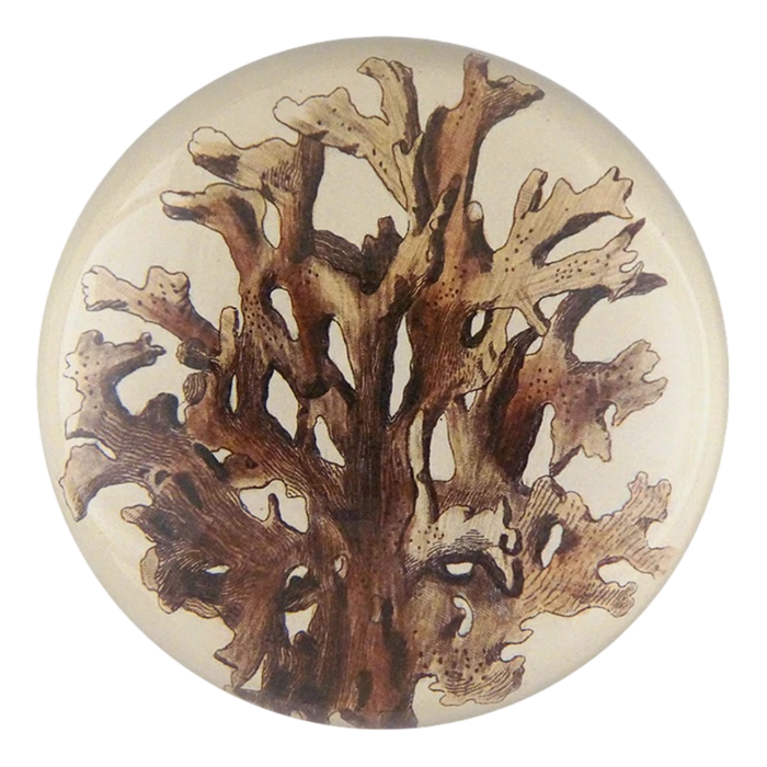 【JOHN DERIAN/ジョンデリアン】デコパージュペーパーウェイト/Brown Seaplant