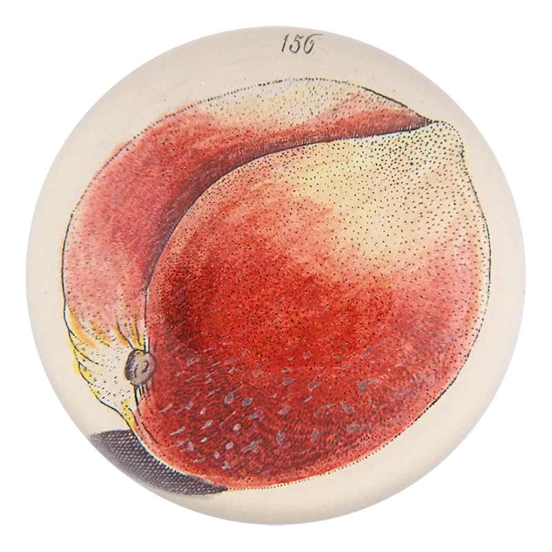 JOHN DERIAN】デコパージュペーパーウェイト Sea Plant 356