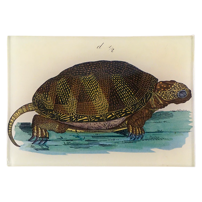 【JOHN DERIAN/ジョンデリアン】デコパージュプレート/Turtle D