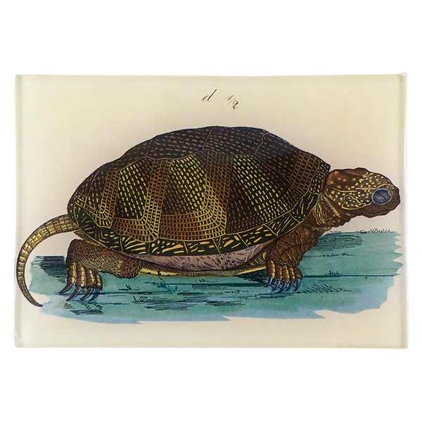 JOHN DERIAN/ジョンデリアン】デコパージュプレート/Turtle D – POETRY