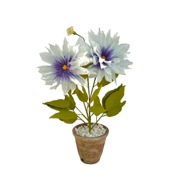 ダリア/ Dahlia Plant