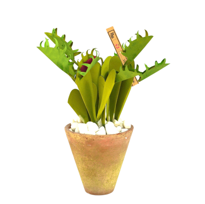 ヴィーナスフライトラップ / Venus Flytrap  Plant