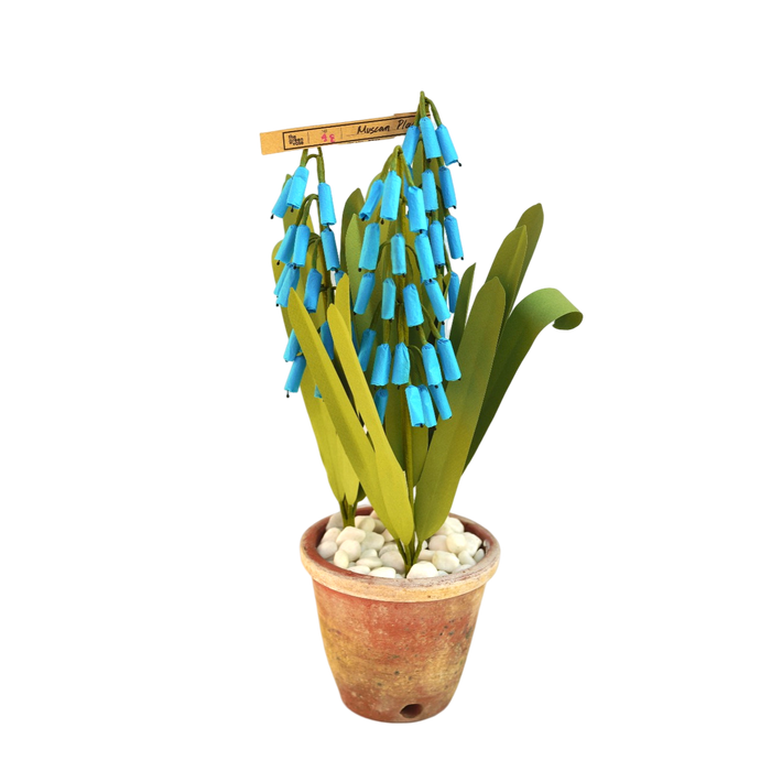 ムスカリ/Muscari Plant