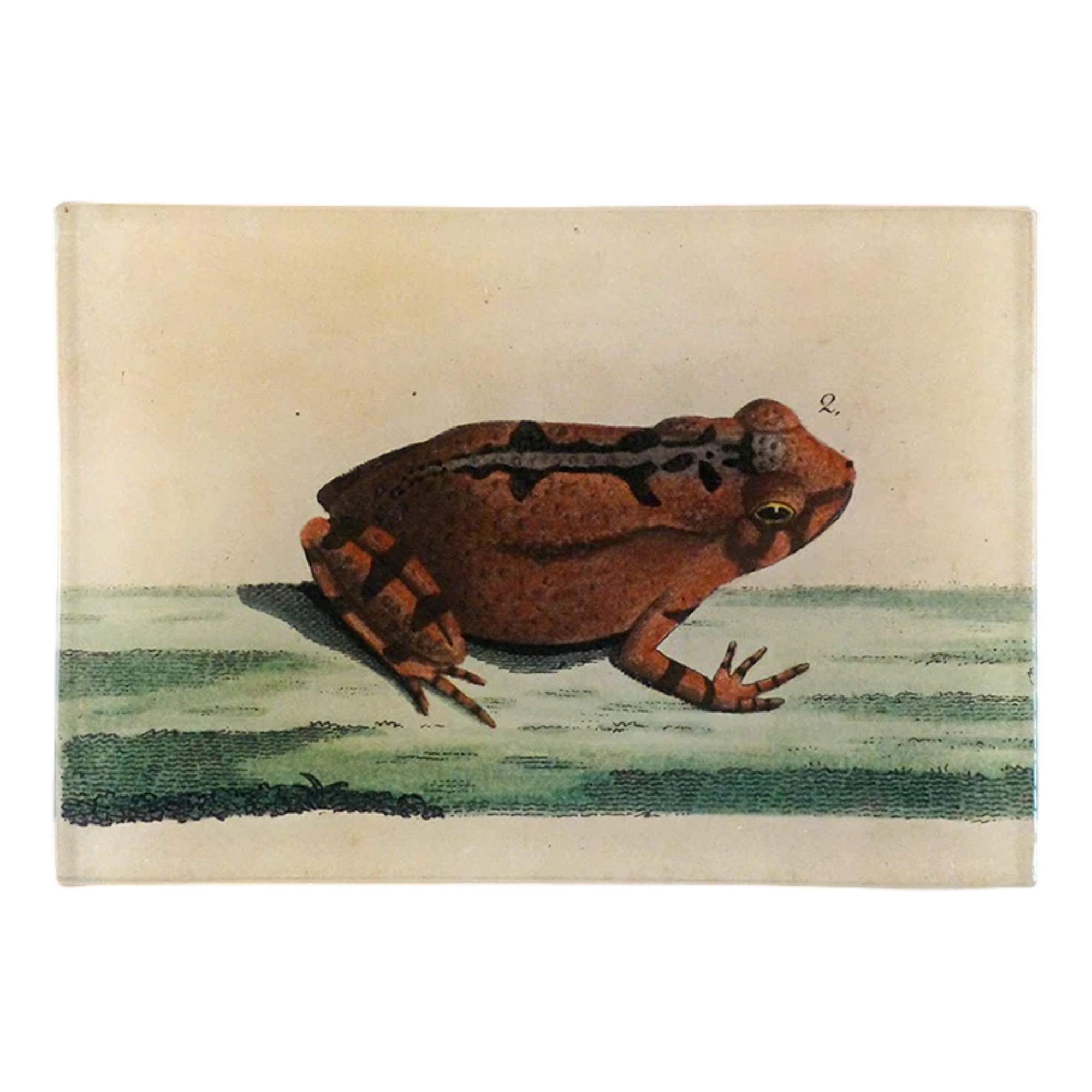 JOHN DERIAN/ジョンデリアン】デコパージュプレート/Bufo Toad JOHN DERIAN/ジョンデリアン】デコパージュプレート/Bufo Toad