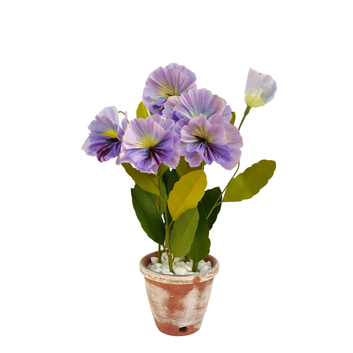 パンジー/Pansy Plant